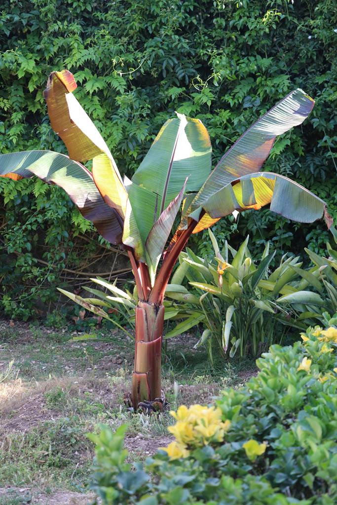 Palazzo Parisio Naxxar Malte (48) Palazzo Parisio Naxxar Malte (48)