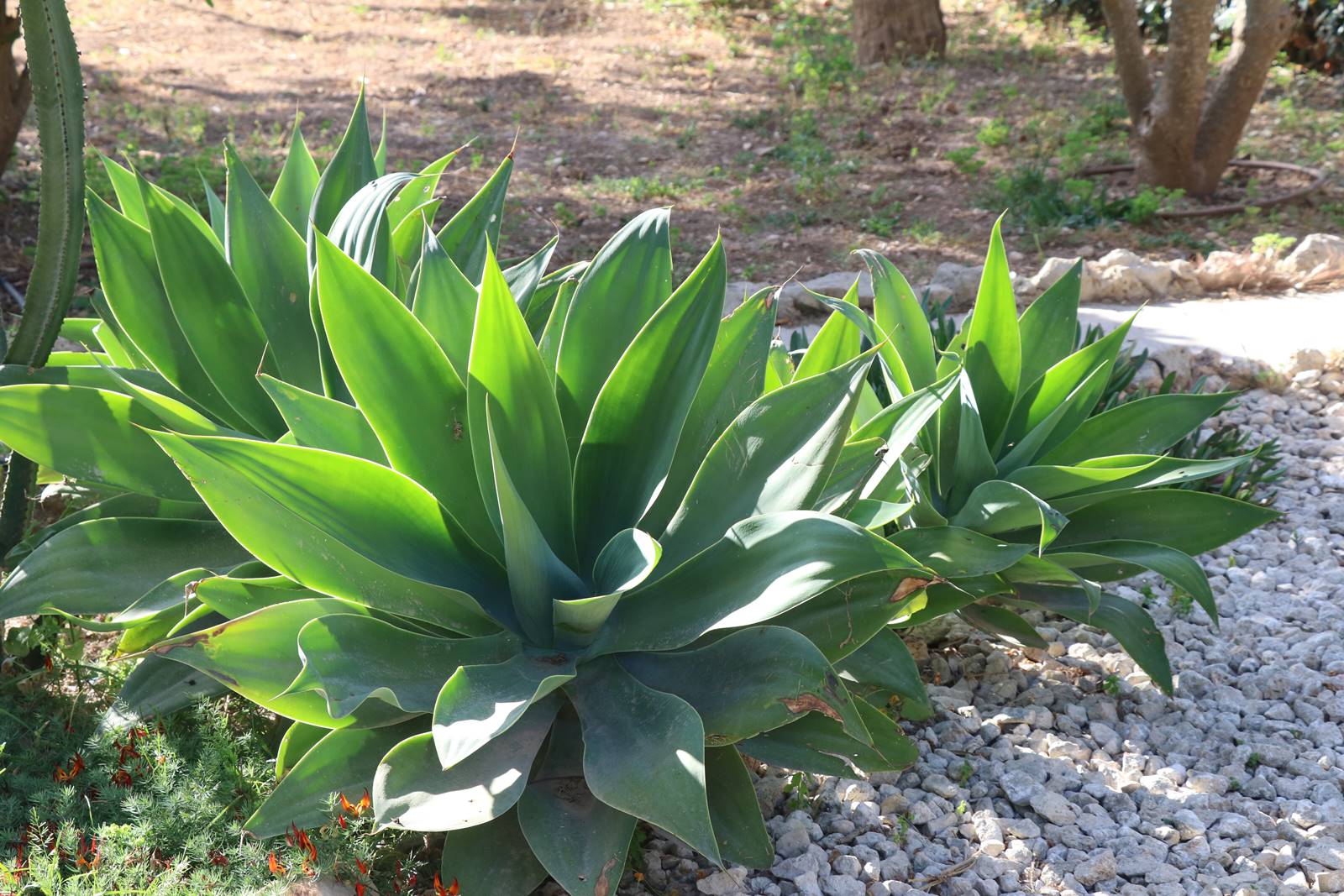 Palazzo Parisio Naxxar Malte (49) Palazzo Parisio Naxxar Malte (49)