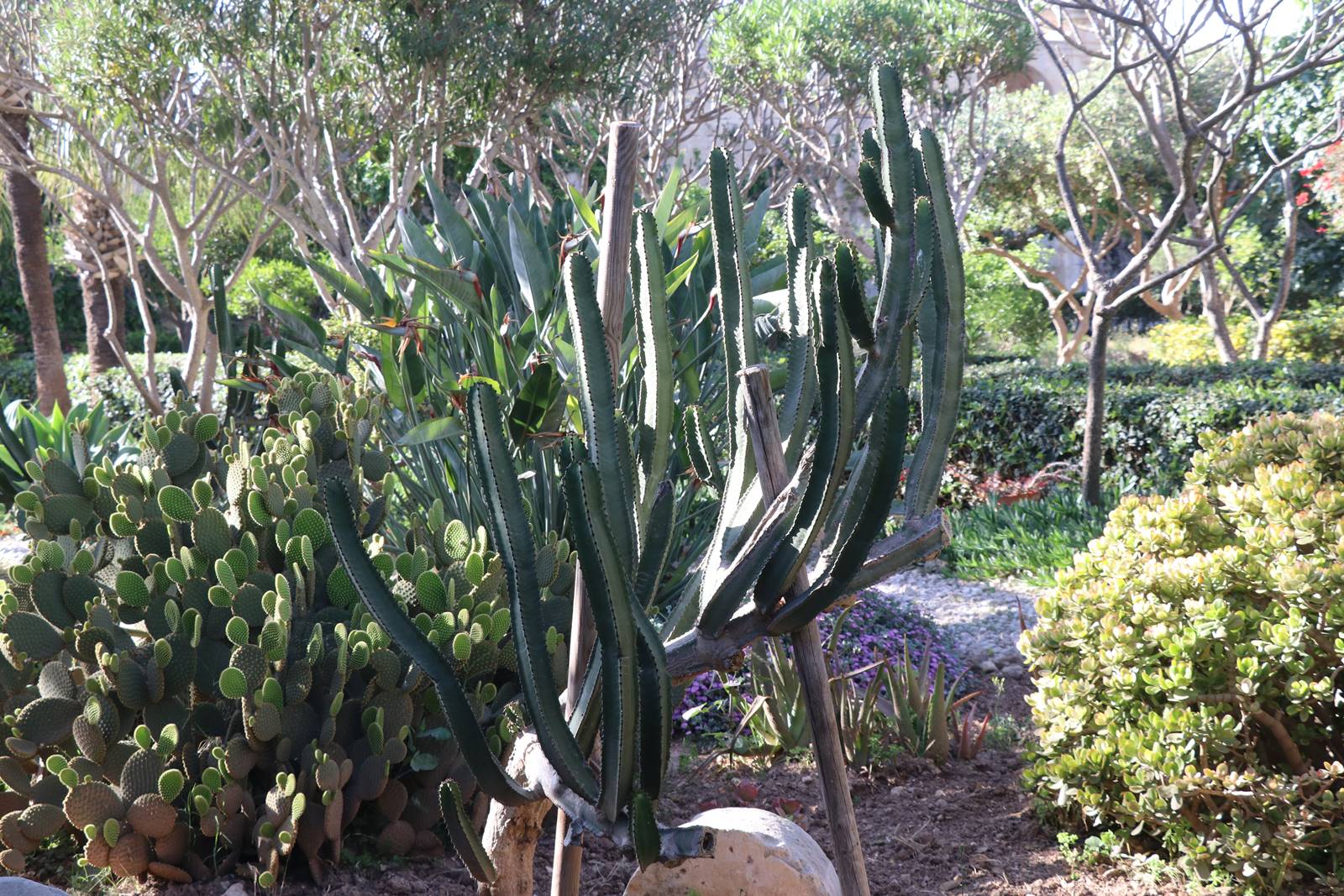 Palazzo Parisio Naxxar Malte (50) Palazzo Parisio Naxxar Malte (50)