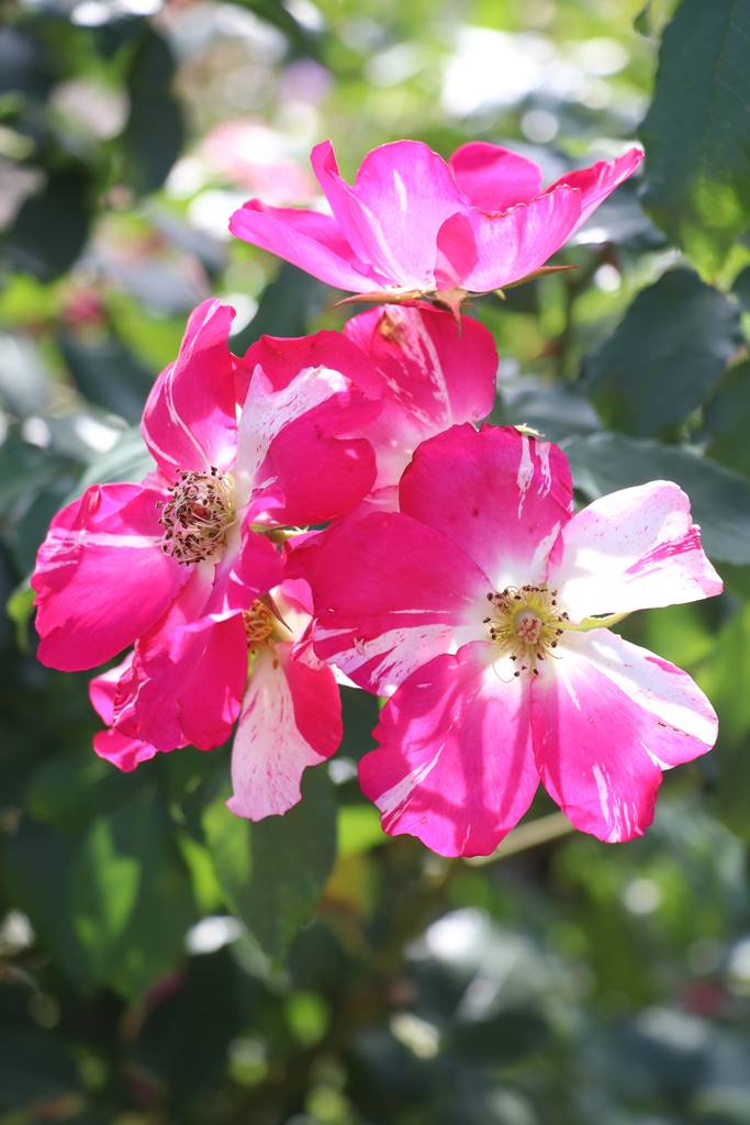 Rose A chacun son Everest, J. Rateau