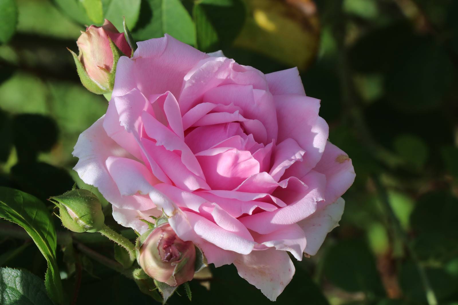 Rose André Eve le jardinier des roses André Eve