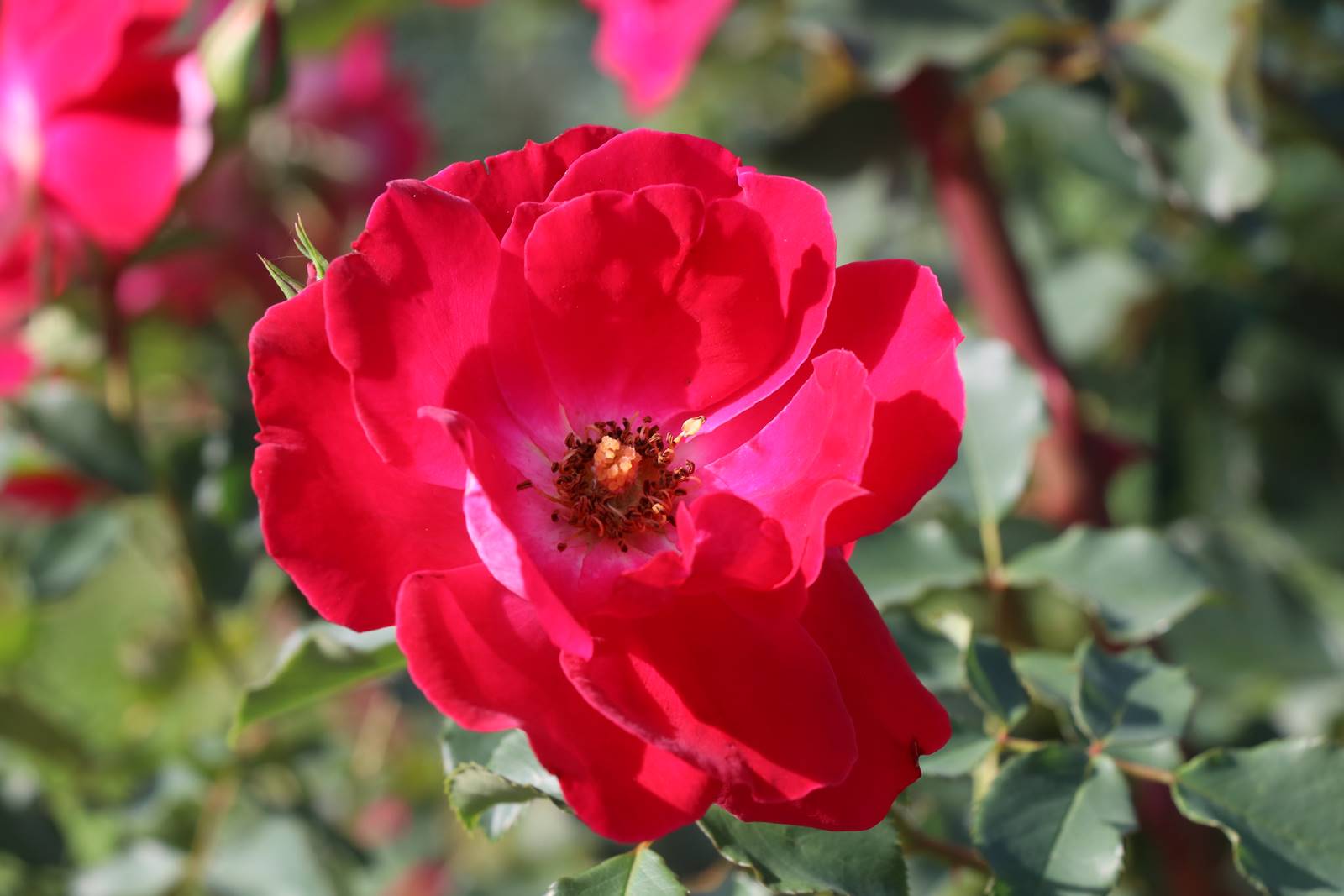 Rose Carla Fineschi André Eve