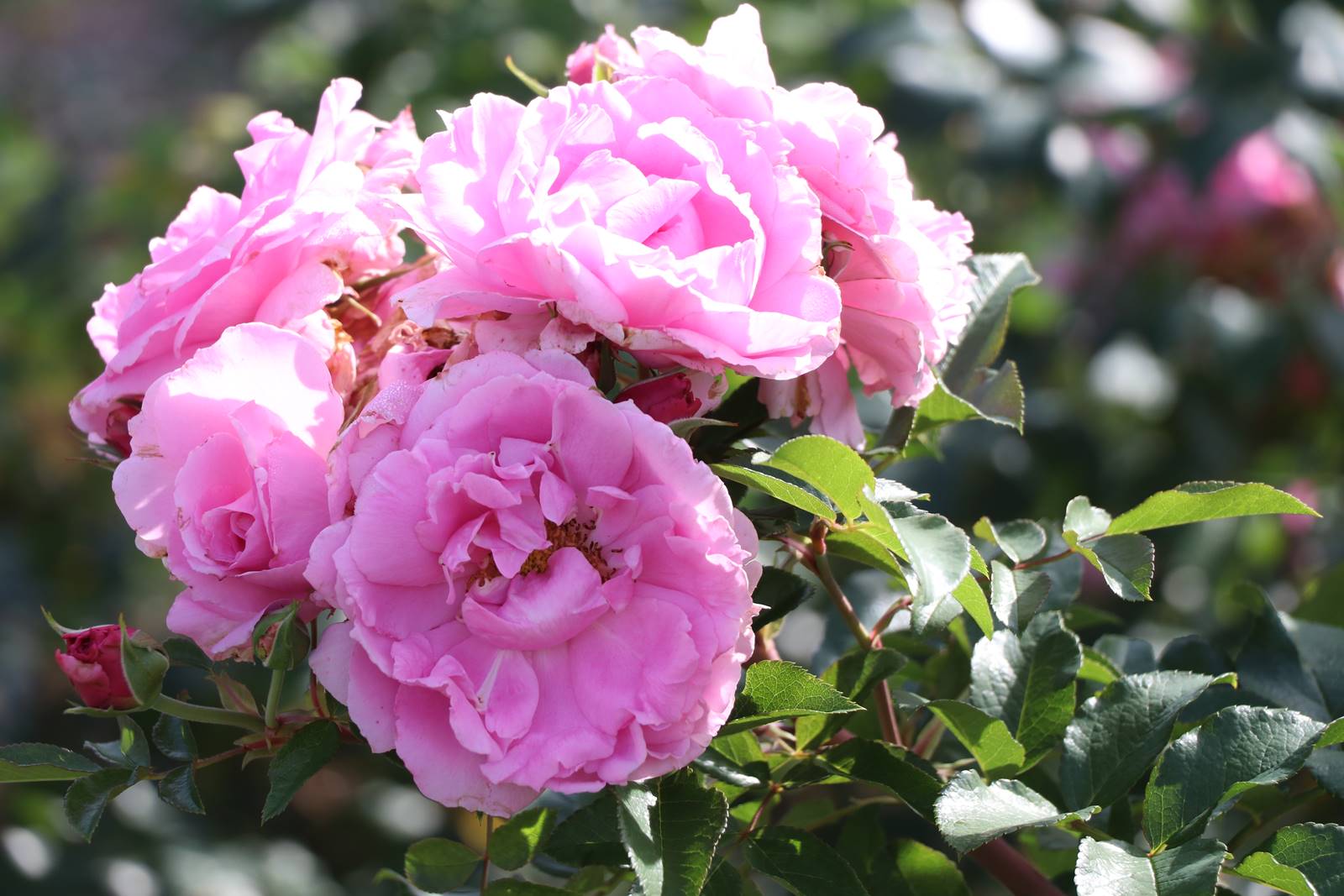 Rose Génie Leonard J. Rateau