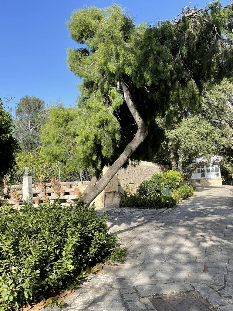 San Anton Garden (13) San Anton Garden (13)