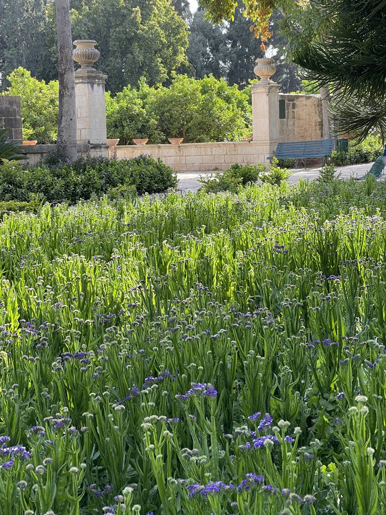 San Anton Garden (18) San Anton Garden (18)