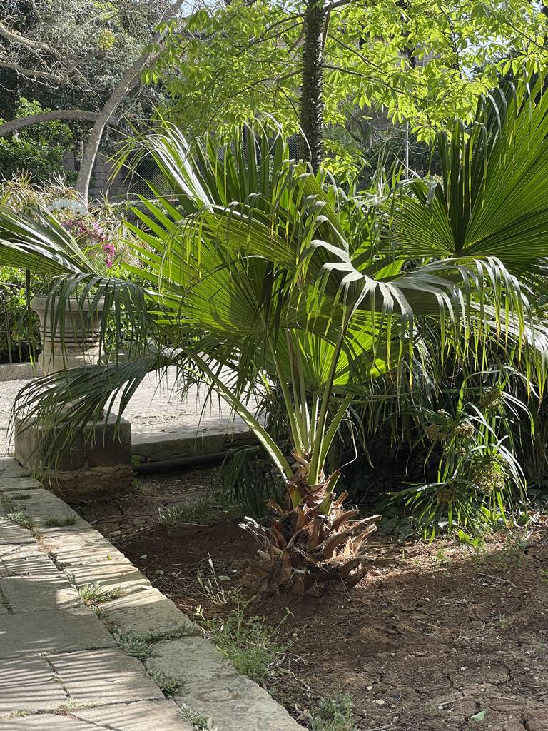 San Anton Garden (20) San Anton Garden (20)