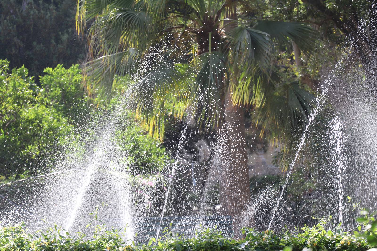 San Anton Garden (26) San Anton Garden (26)