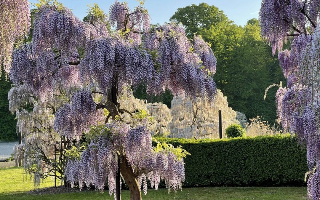 Wisterium, les glycines de Beerlegem
