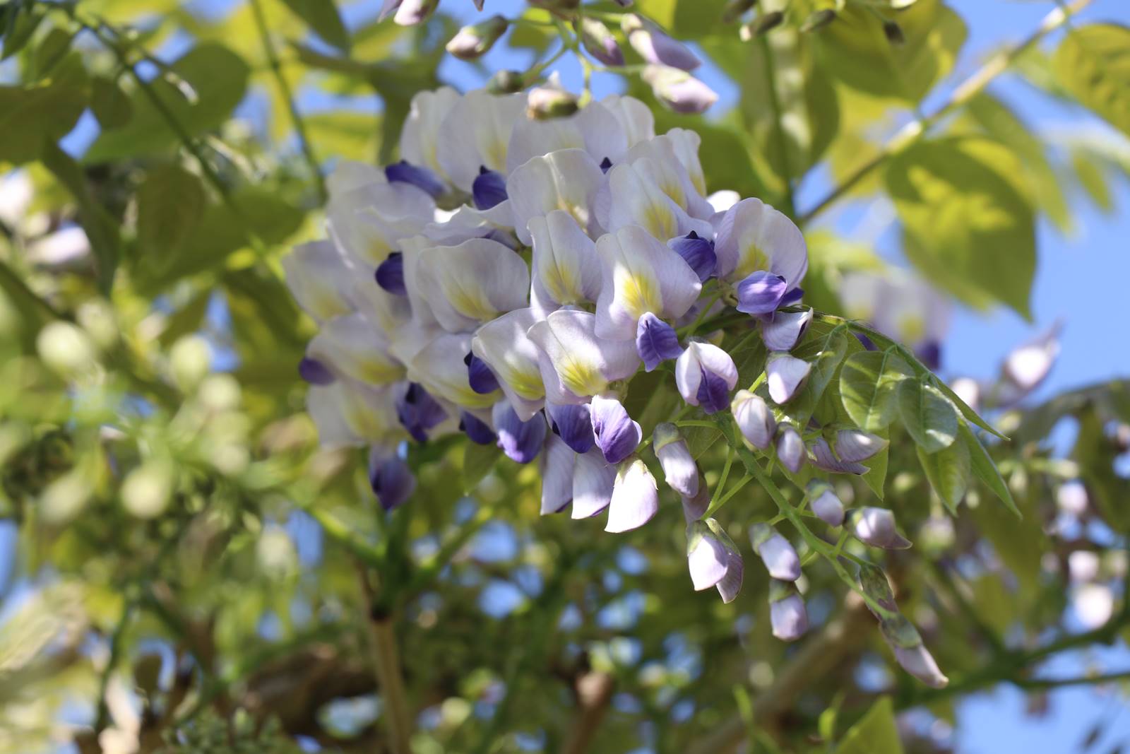 Wisteria floribunda Asagi Wisteria floribunda Asagi