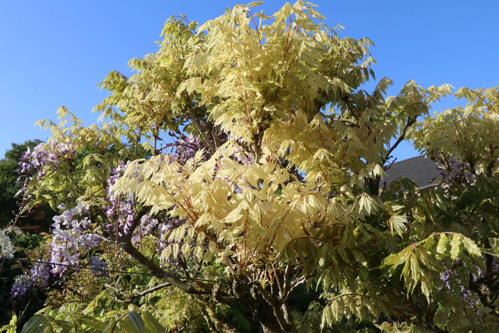 Wisteria floribunda Hagoromo Wisteria floribunda Hagoromo