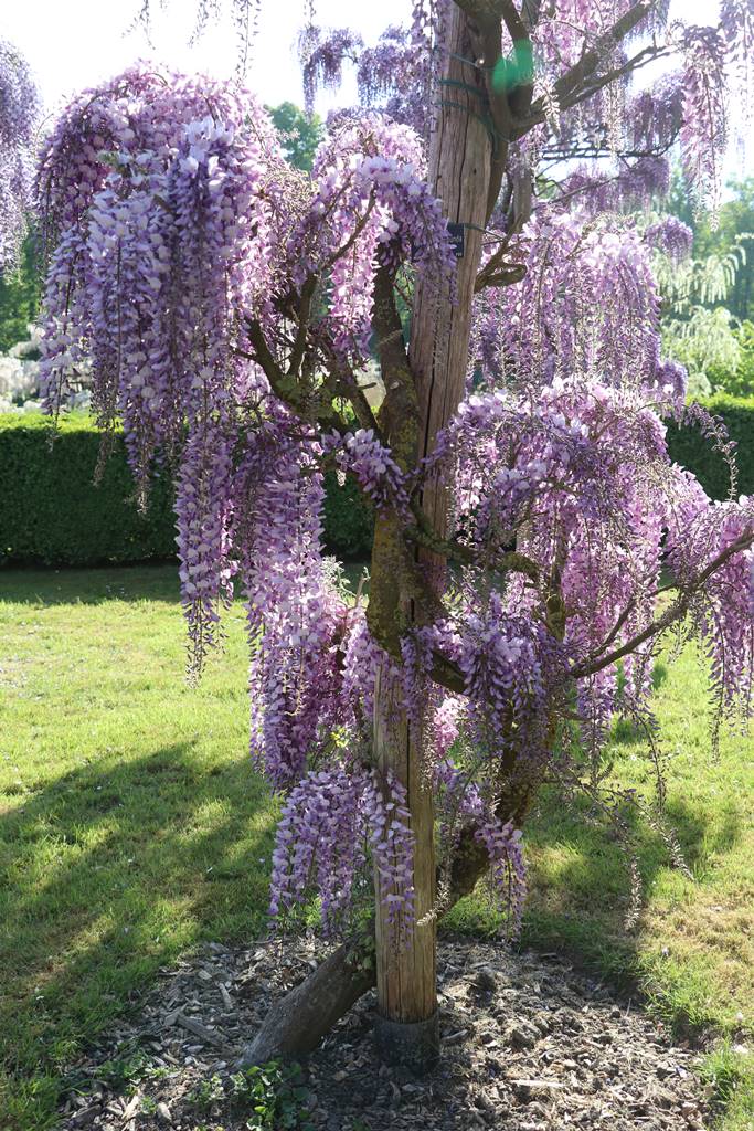 Wisteria floribunda Ivy Hatch Wisteria floribunda Ivy Hatch