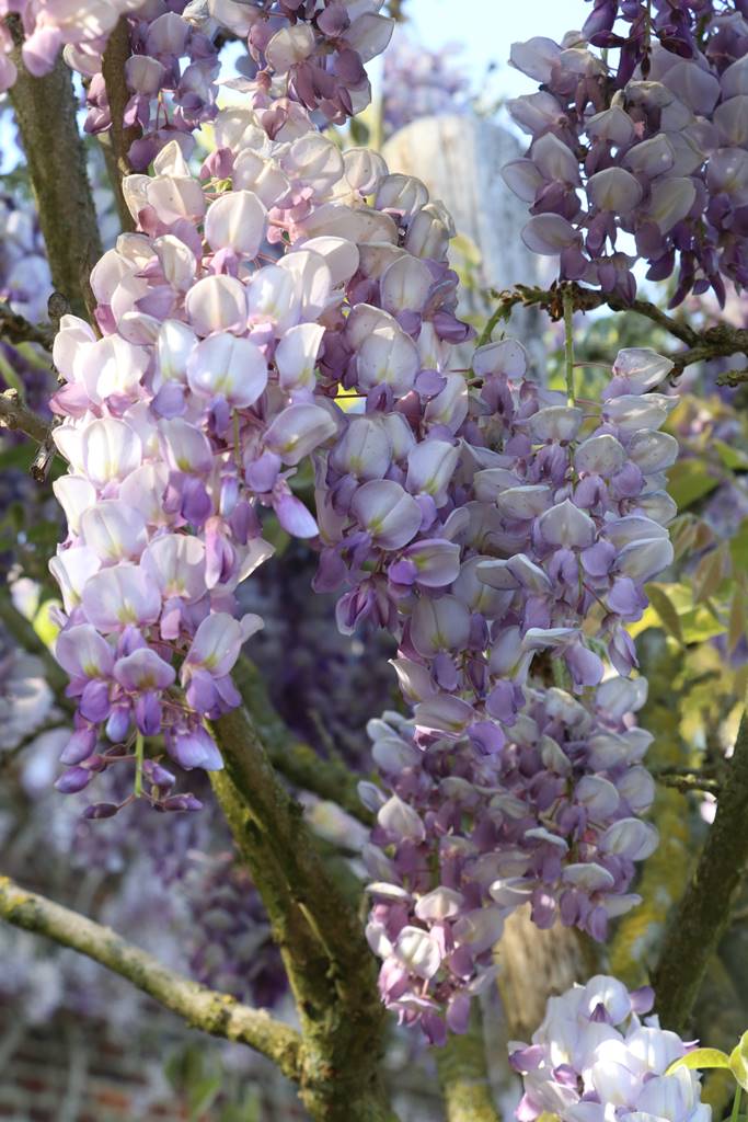 Wisteria sinensis Dawn Wisteria sinensis Dawn
