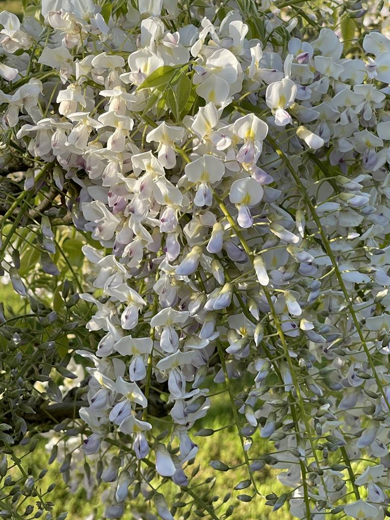 Wisteria floribunda Mon Blanc (2) Wisteria floribunda Mon Blanc (2)