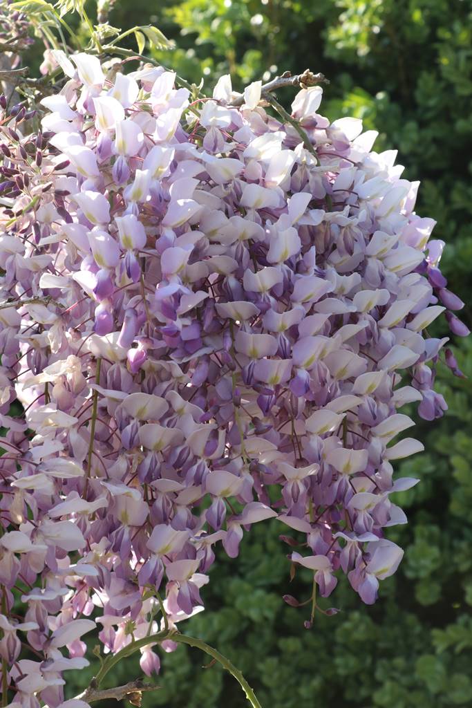Wisteria sinensis Wakehurst Wisteria sinensis Wakehurst