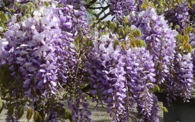 Glycine, le guide pratique