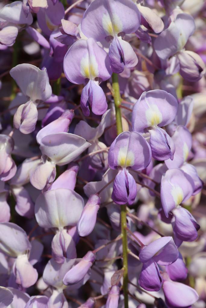 Wisteria sinensis Tom (c) Marc Libert Wisteria sinensis Tom (c) Marc Libert