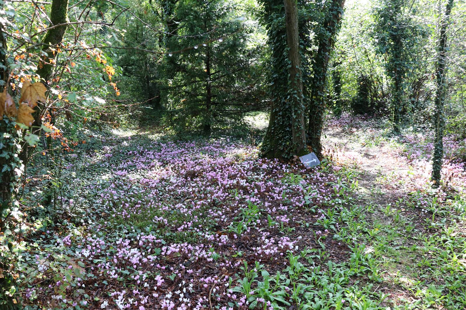 La Croze Auvergne (28)