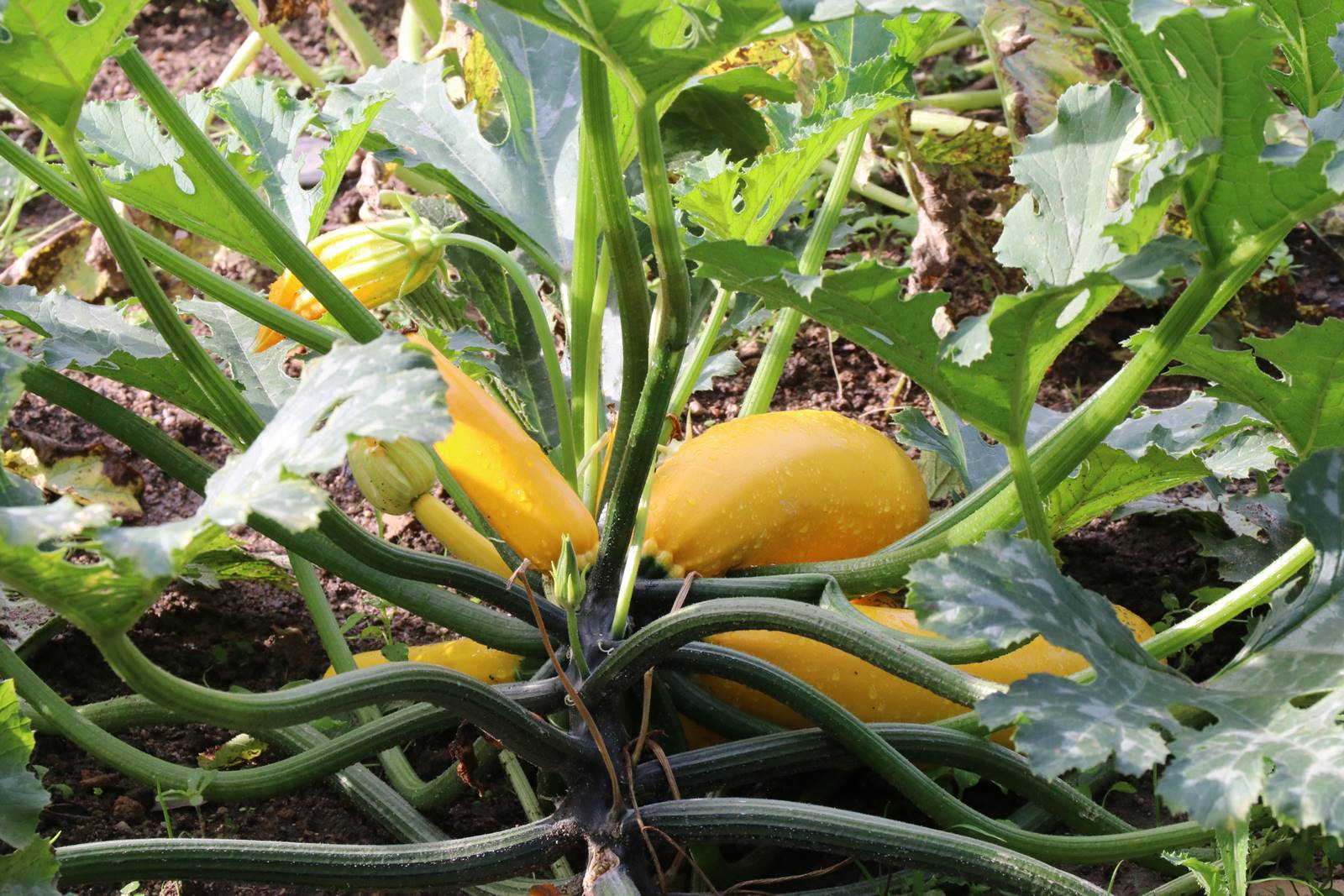 Potager La Croize (1)