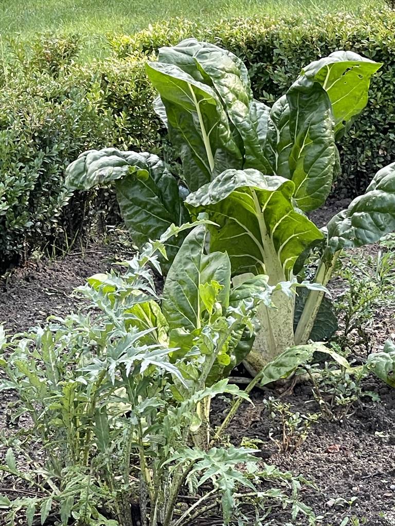 Potager La Croize (12)