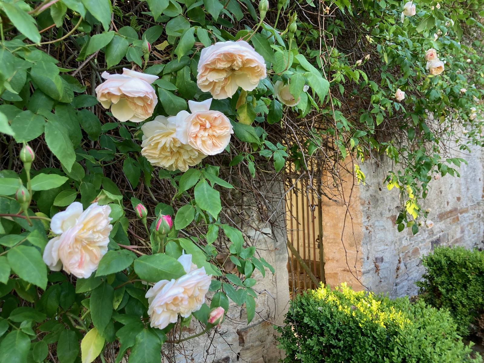 Rose Jaune Desprez