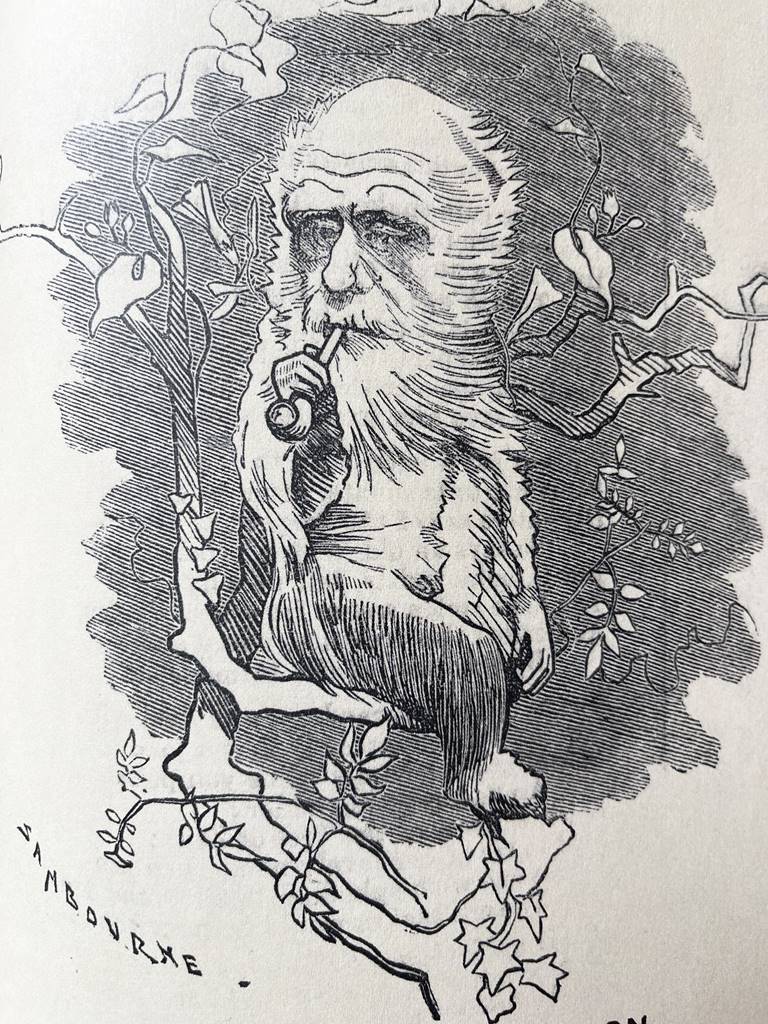 Darwin dans un arbre, Lindley Sambourne, 1875 Darwin dans un arbre, Lindley Sambourne, 1875