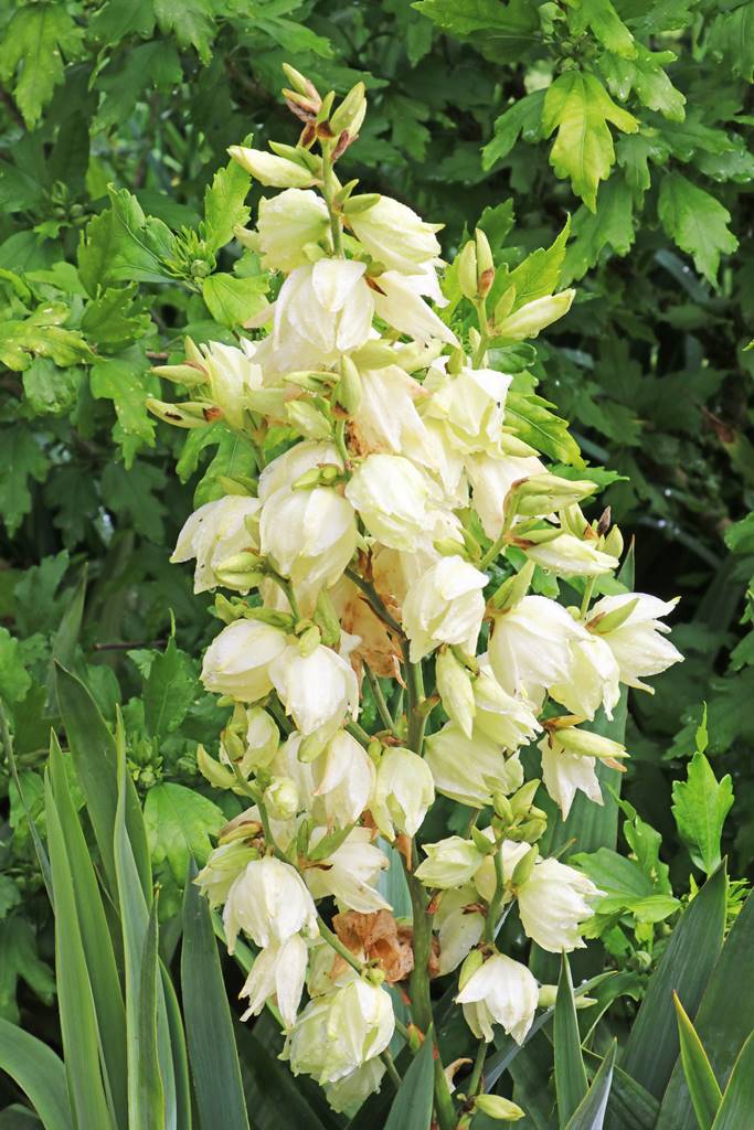 Jardins de Highclere castle (21)