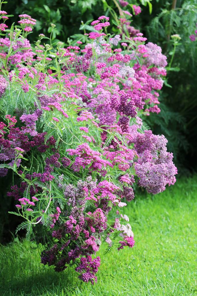 Jardins de Highclere castle (33)