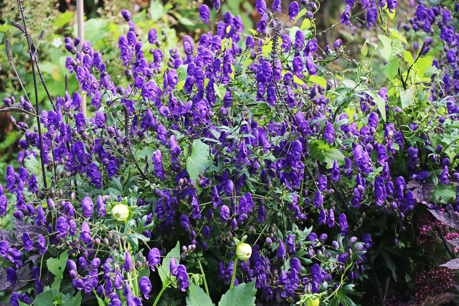 Jardins de Highclere castle (34)