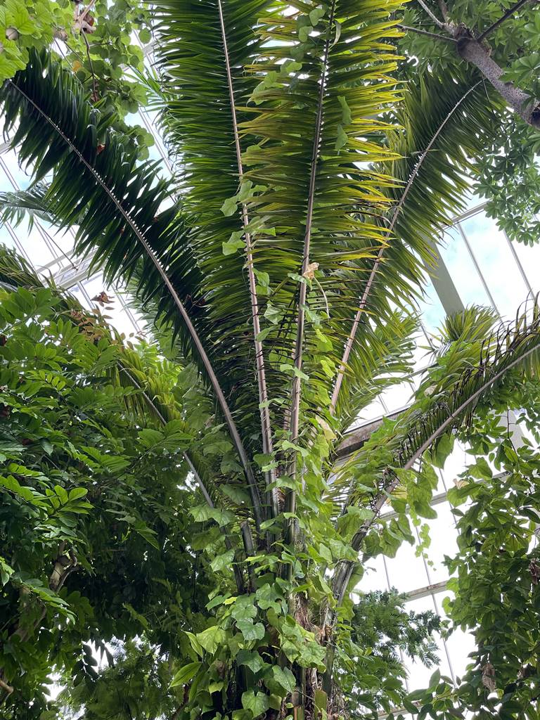 Encephalartos laurentianus (2) Encephalartos laurentianus (2)