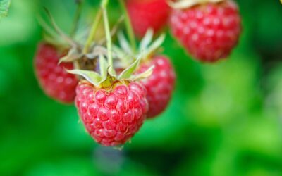 Cultivez les petits fruits au jardin