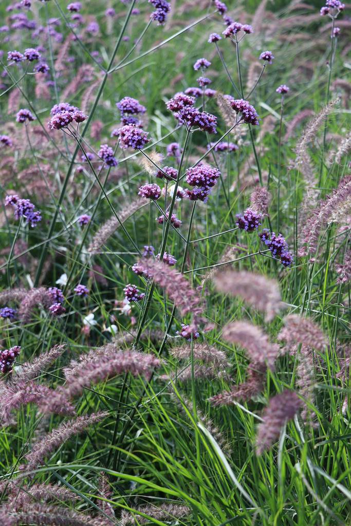 New American Garden (1) New American Garden (1)
