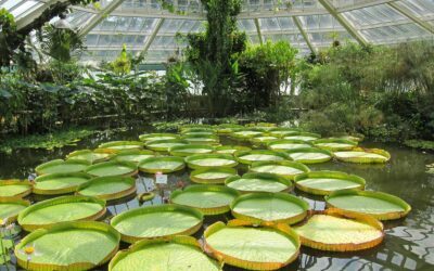 Palais des Plantes, Jardin botanique de Meise