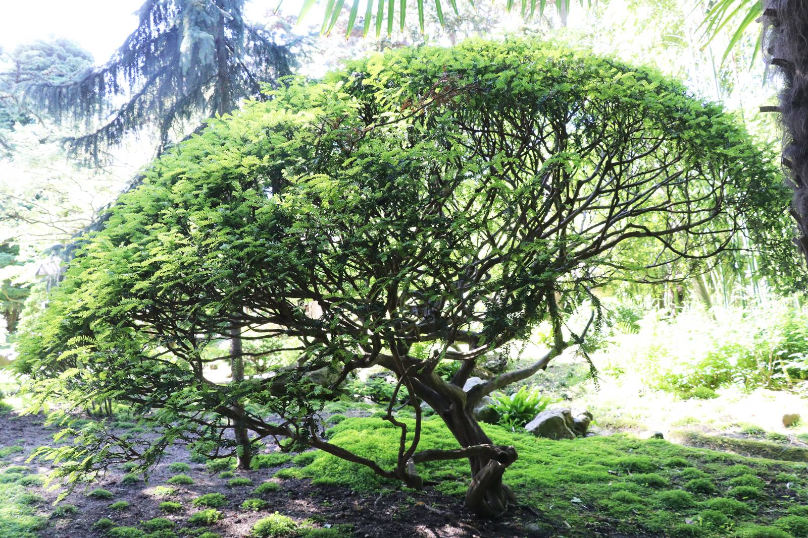 web2 jardin japonais (3)