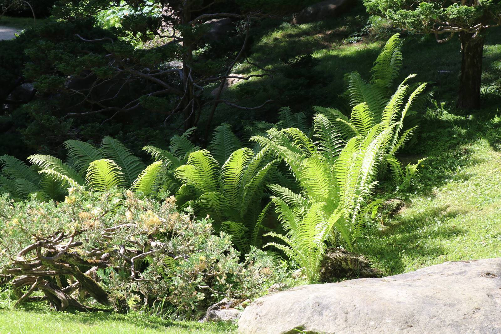 web2 jardin japonais (7)