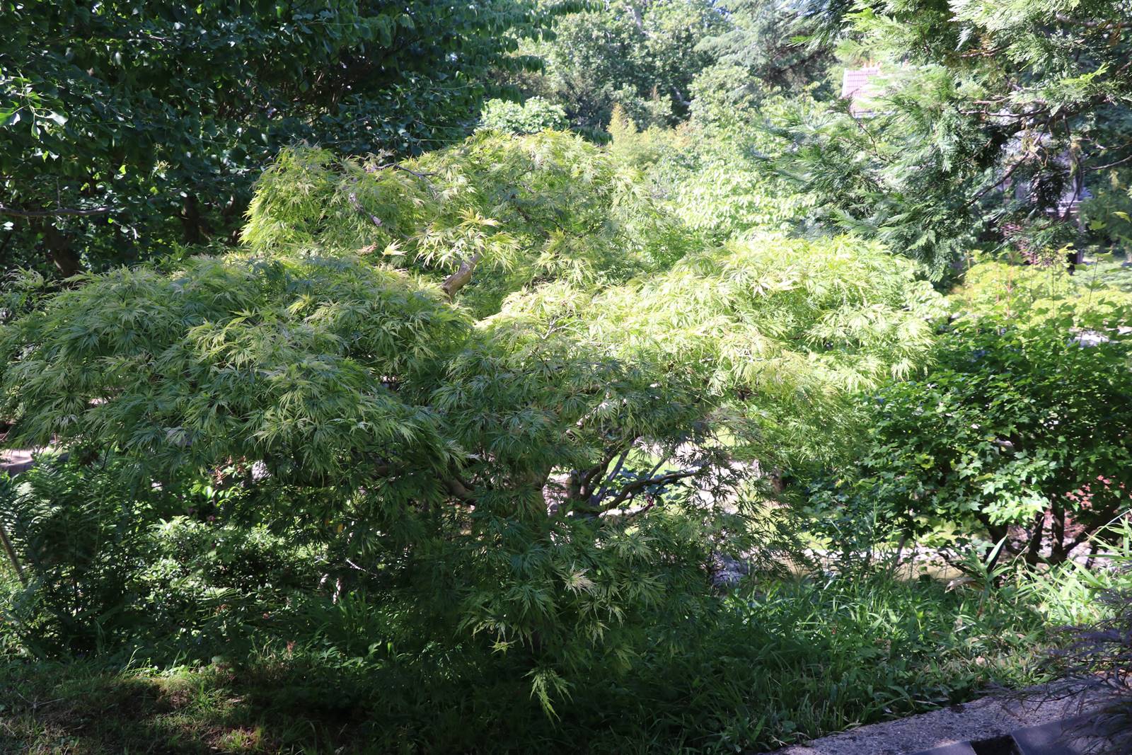 web3 Jardin japonais contemporain (12)